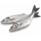 Fish & Seafood